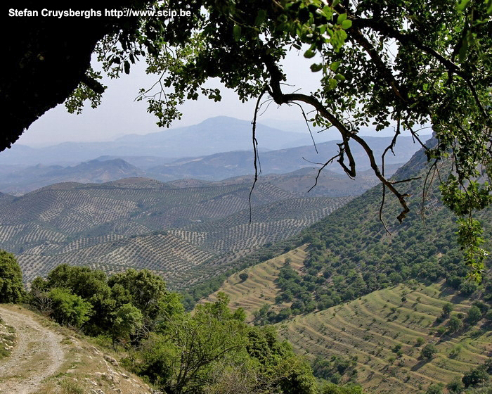 Sierras Subbeticas De valleien van de Sierras Subbeticas zijn bezaaid met olijfbomen. Stefan Cruysberghs